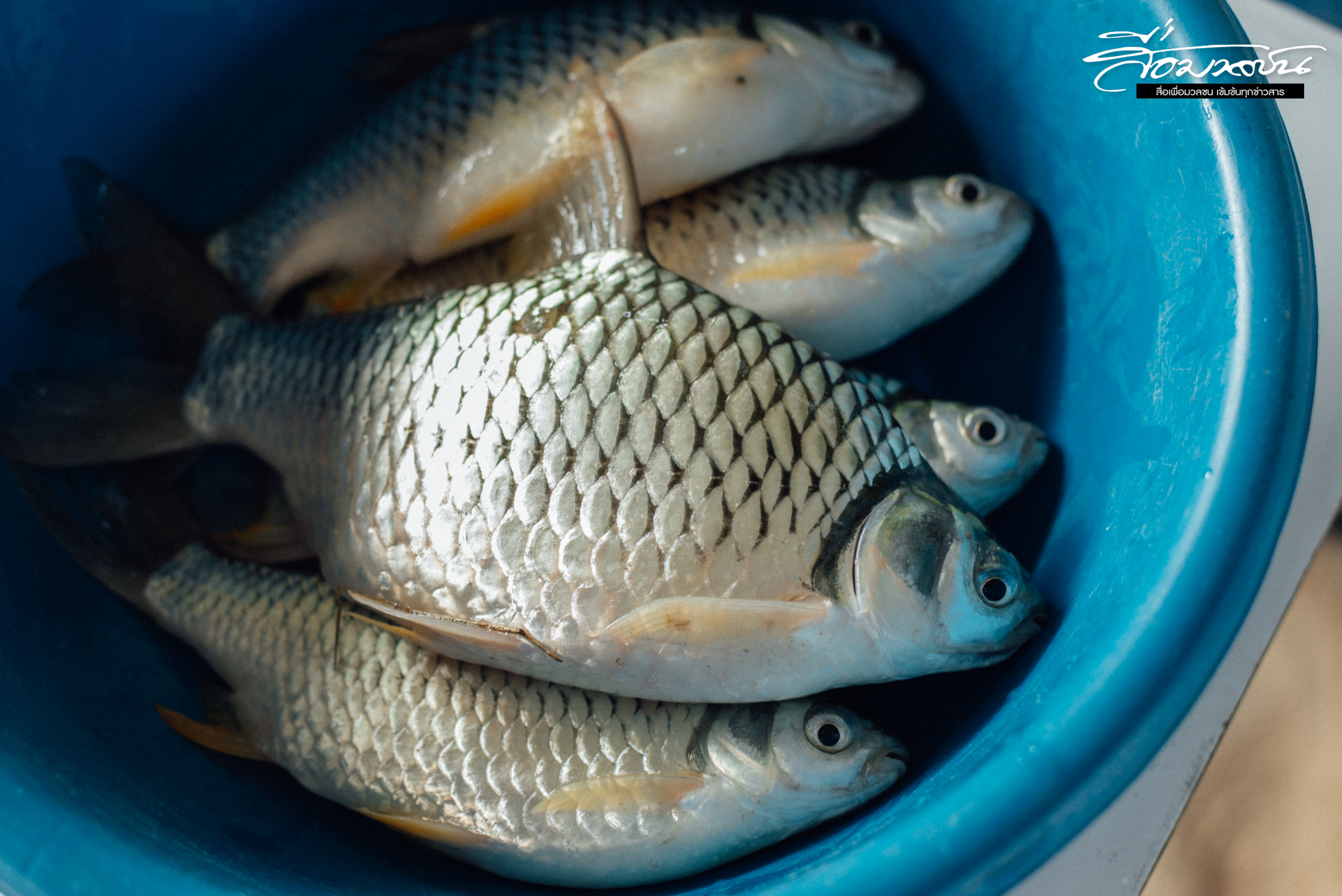 “ในน้ำมีปลา  ในหมู่บ้านคำครตา มีปลาส้มอินทรีย์” 5.jpg